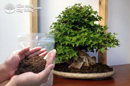 Hạn chế bón phân cho cây bonsai để kìm hãm sự phát triển của cây